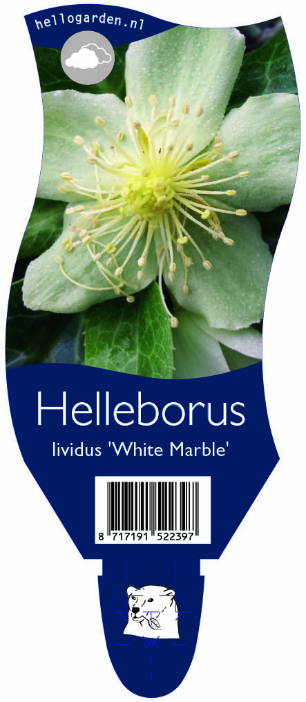 Helleborus lividus 'White Marble' ; P11