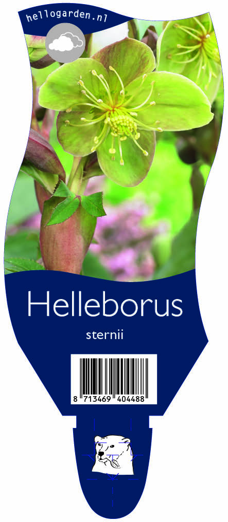 Helleborus sternii ; P11