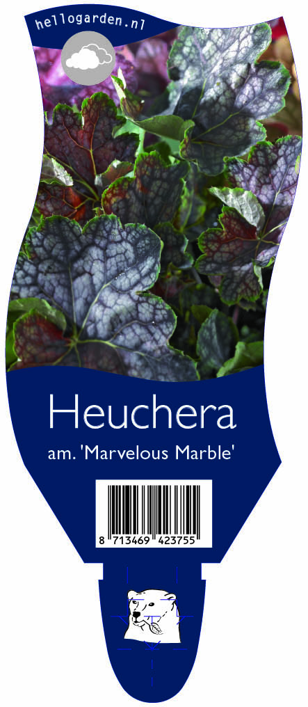 Heuchera am. 'Marvelous Marble' ; P11