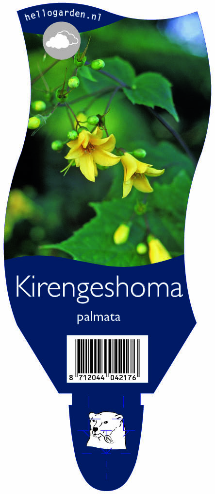 Kirengeshoma palmata ; P11