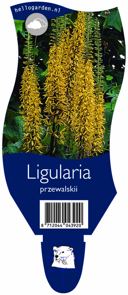 Ligularia przewalskii ; P11