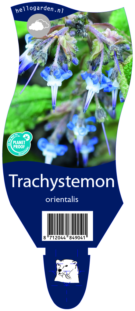 Trachystemon orientalis ; P11