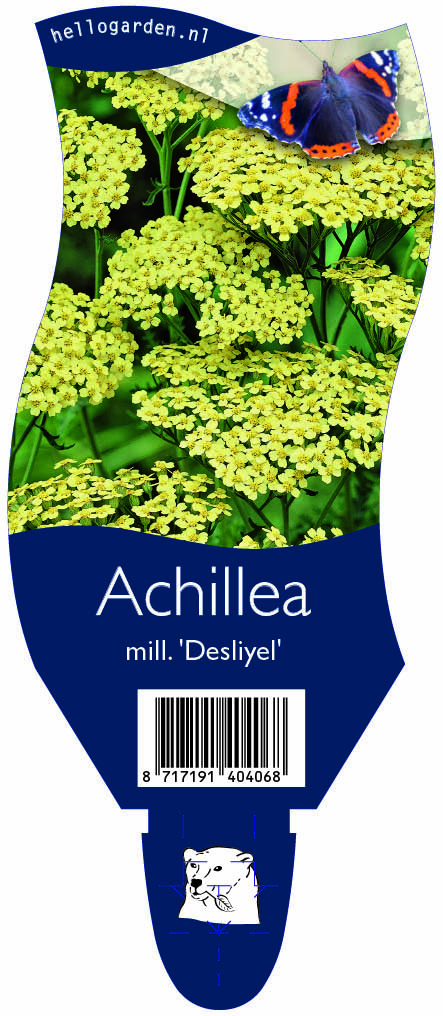 Achillea mill. 'Desliyel' ; P11