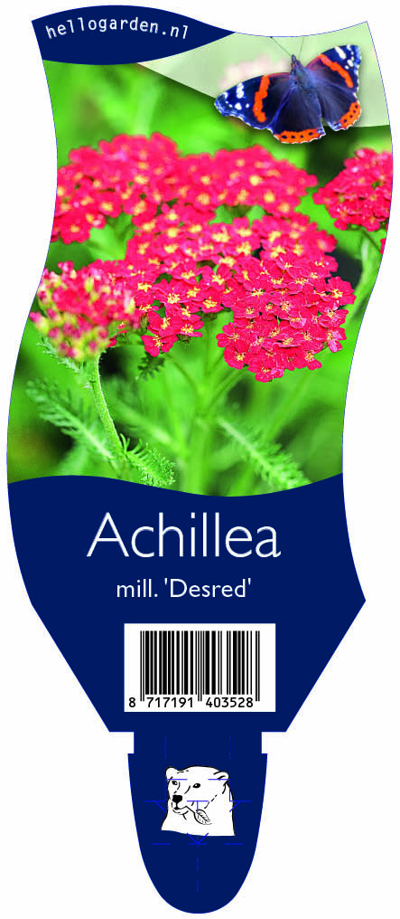 Achillea mill. 'Desred' ; P11