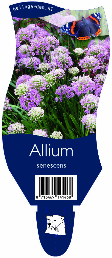 Allium senescens ; P11