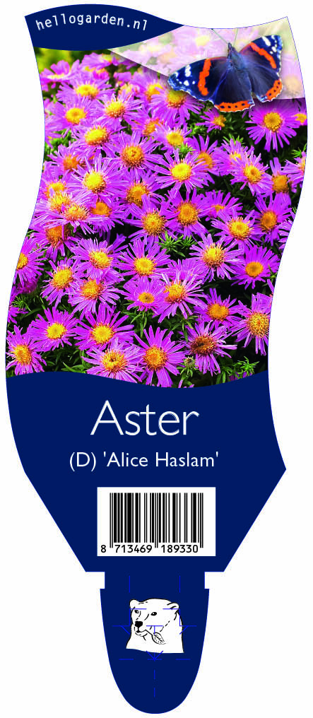 Aster (D) 'Alice Haslam' ; P11