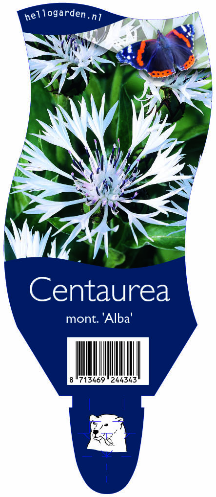 Centaurea mont. 'Alba' ; P11