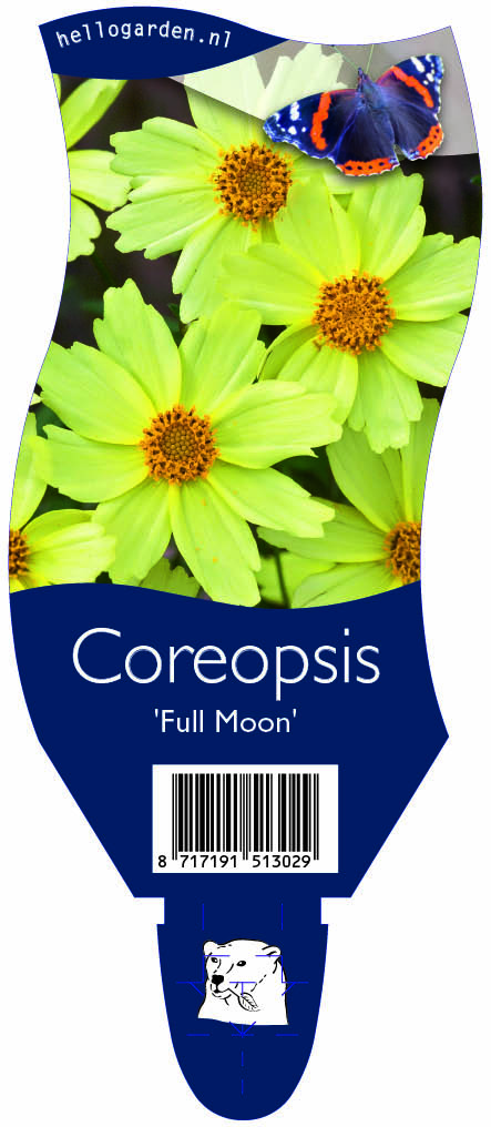 Coreopsis 'Full Moon' ; P11