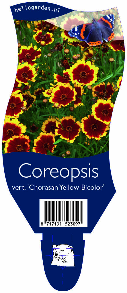 Coreopsis vert. 'Chorasan Yellow Bicolor' ; P11