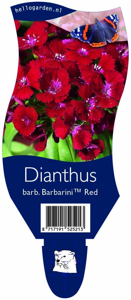 Dianthus barb. Barbarini™ Red ; P11