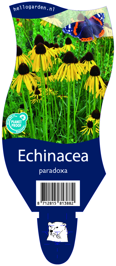Echinacea paradoxa ; P11