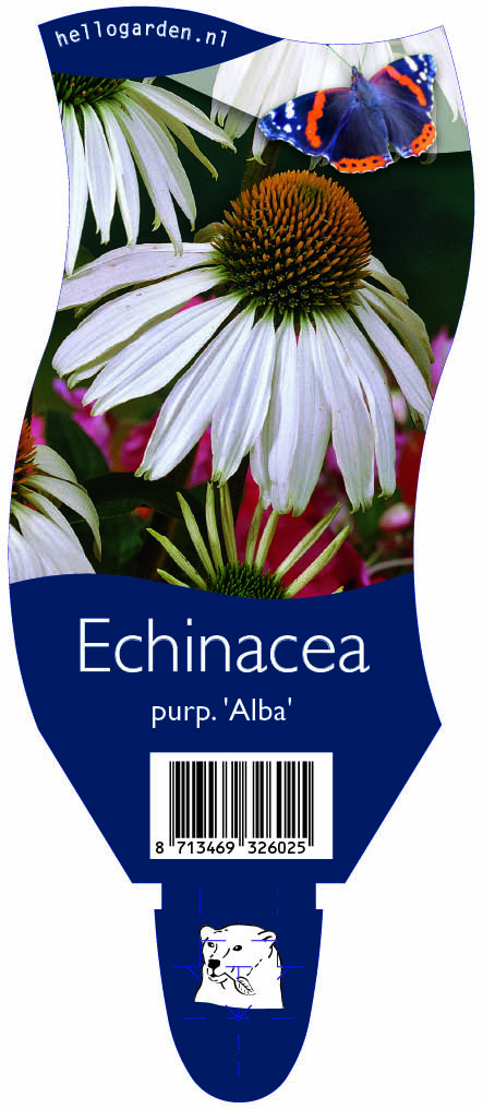 Echinacea purp. 'Alba' ; P11