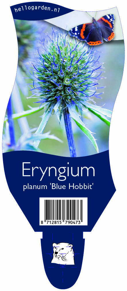 Eryngium planum 'Blue Hobbit' ; P11