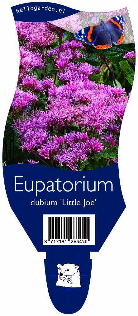 Eupatorium dubium 'Little Joe' ; P11