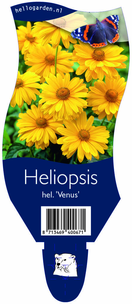 Heliopsis hel. 'Venus' ; P11