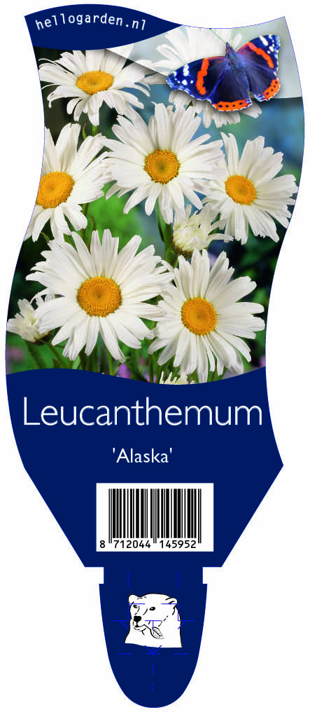 Leucanthemum 'Alaska' ; P11