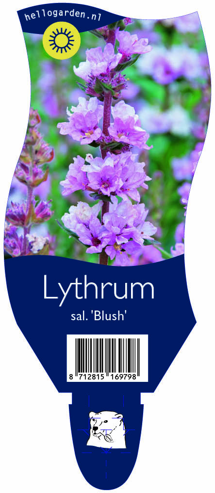 Lythrum sal. 'Blush' ; P11
