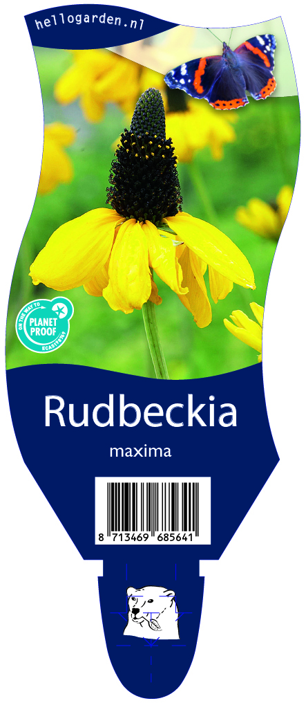 Rudbeckia maxima ; P11