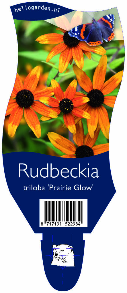 Rudbeckia triloba 'Prairie Glow' ; P11