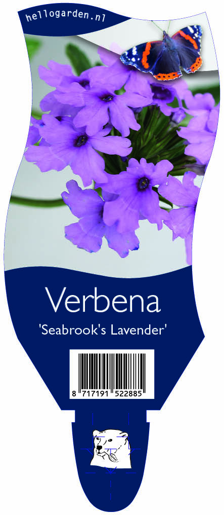 Verbena 'Seabrook's Lavender' ; P11