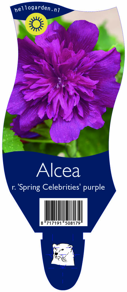Alcea r. 'Spring Celebrities' purple ; P11
