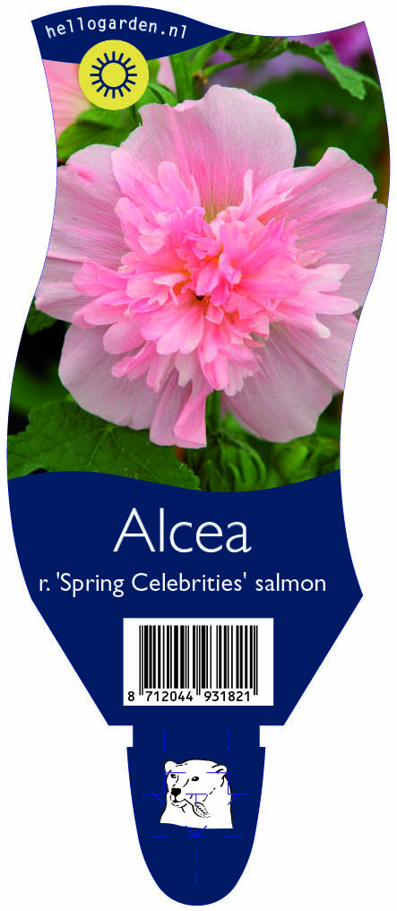 Alcea r. 'Spring Celebrities' salmon ; P11