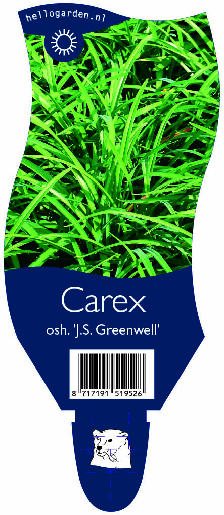 Carex osh. 'J.S. Greenwell' ; P11