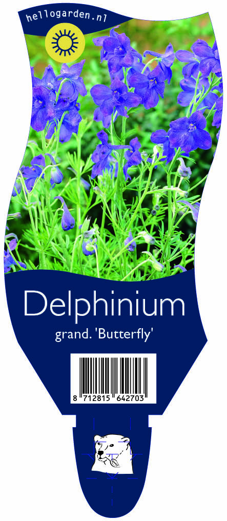 Delphinium grand. 'Butterfly' ; P11