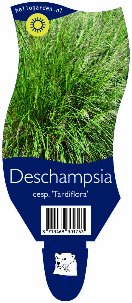 Deschampsia cesp. 'Tardiflora' ; P11
