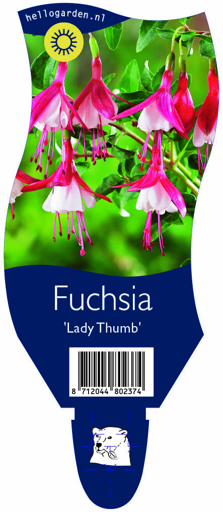 Fuchsia 'Lady Thumb' ; P11
