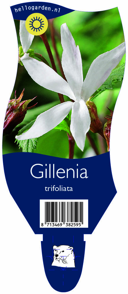 Gillenia trifoliata ; P11