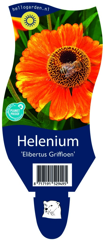 Helenium 'Elibertus Griffioen' ; P11