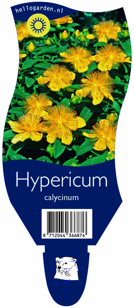 Hypericum calycinum ; P11