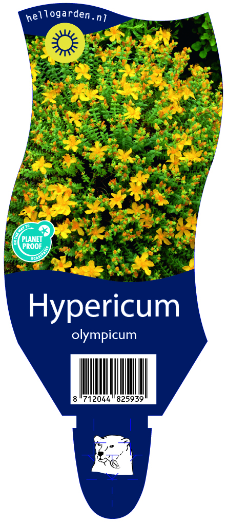 Hypericum olympicum ; P11