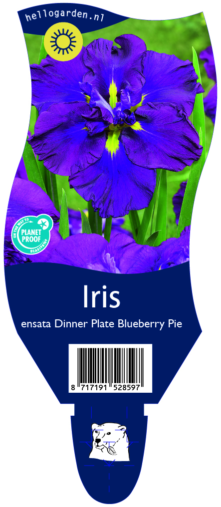 Iris ensata Dinner Plate Blueberry Pie ; P11