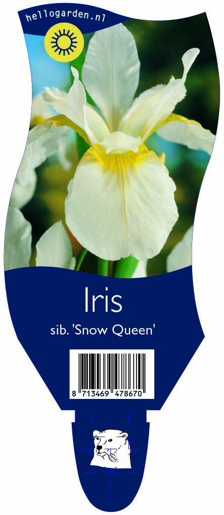 Iris sib. 'Snow Queen' ; P11