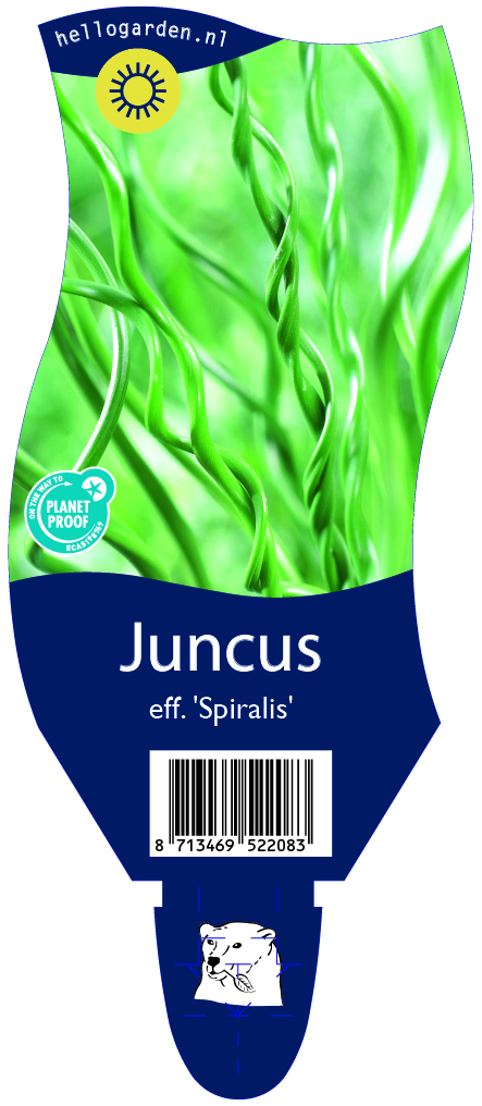 Juncus eff. 'Spiralis' ; P11