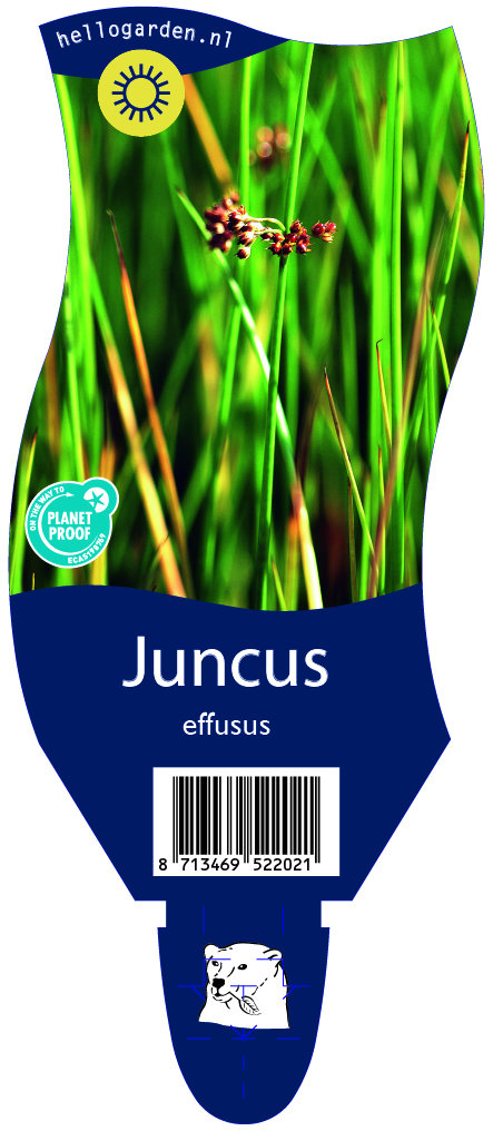 Juncus effusus ; P11