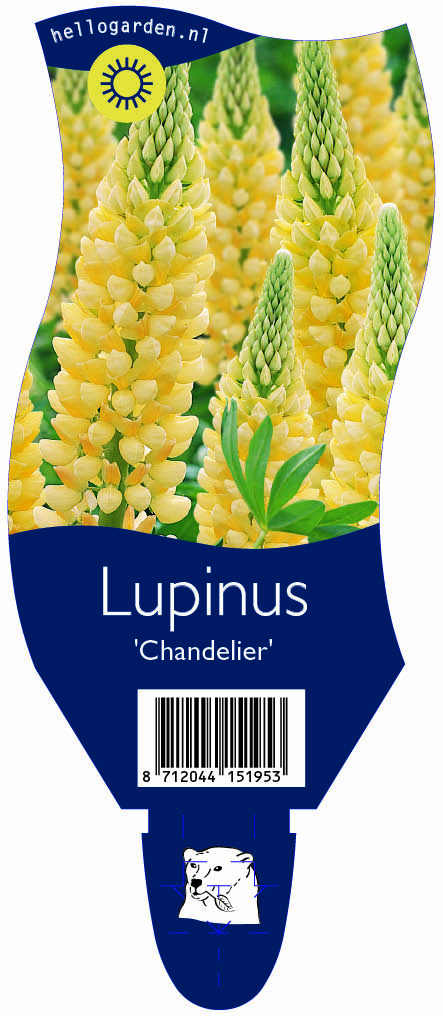 Lupinus 'Chandelier' ; P11