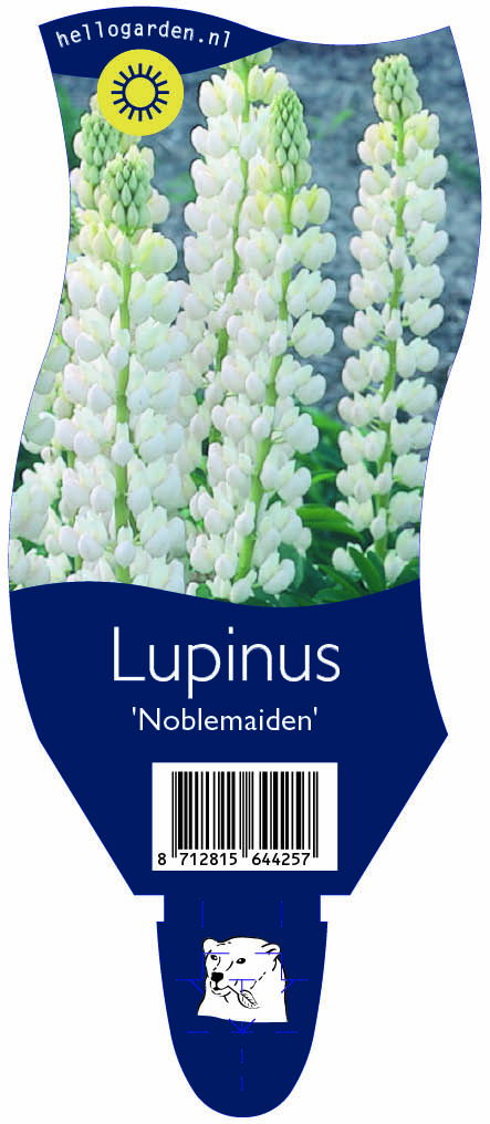 Lupinus 'Noblemaiden' ; P11
