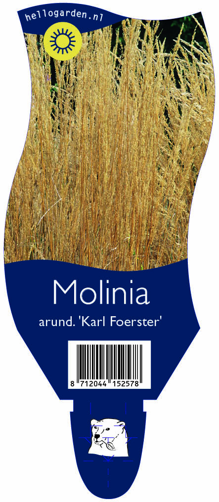 Molinia arund. 'Karl Foerster' ; P11