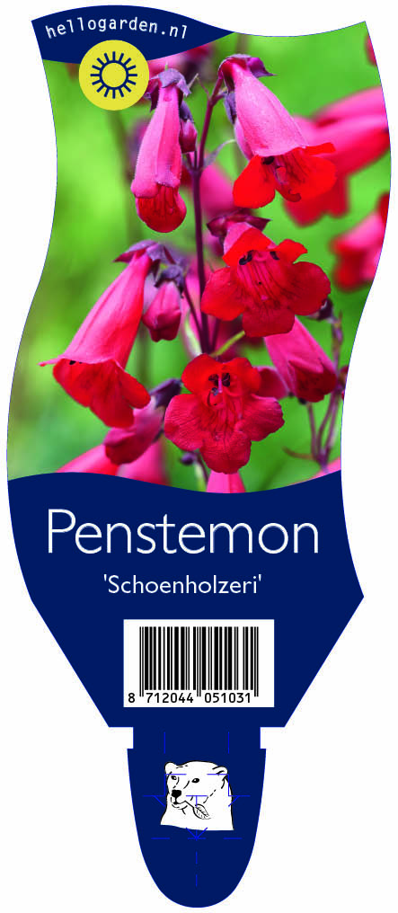 Penstemon 'Schoenholzeri' ; P11
