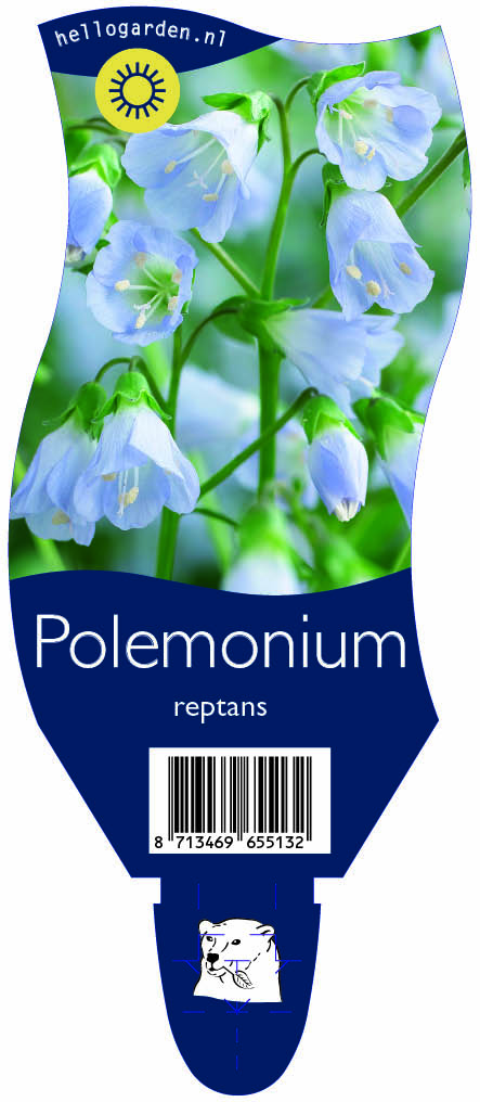 Polemonium reptans ; P11