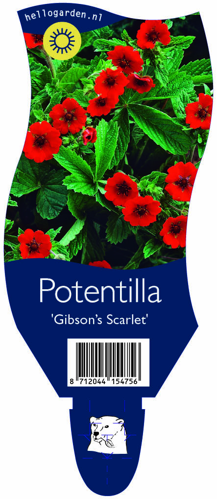 Potentilla 'Gibson’s Scarlet' ; P11