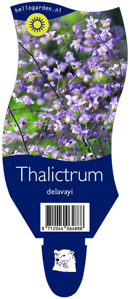 Thalictrum delavayi ; P11