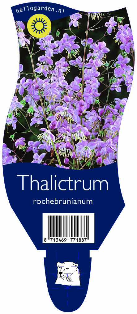 Thalictrum rochebrunianum ; P11
