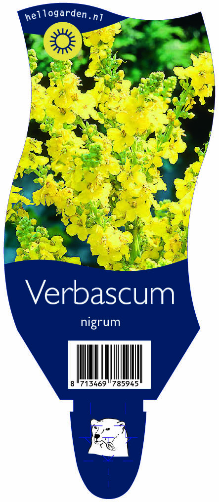 Verbascum nigrum ; P11