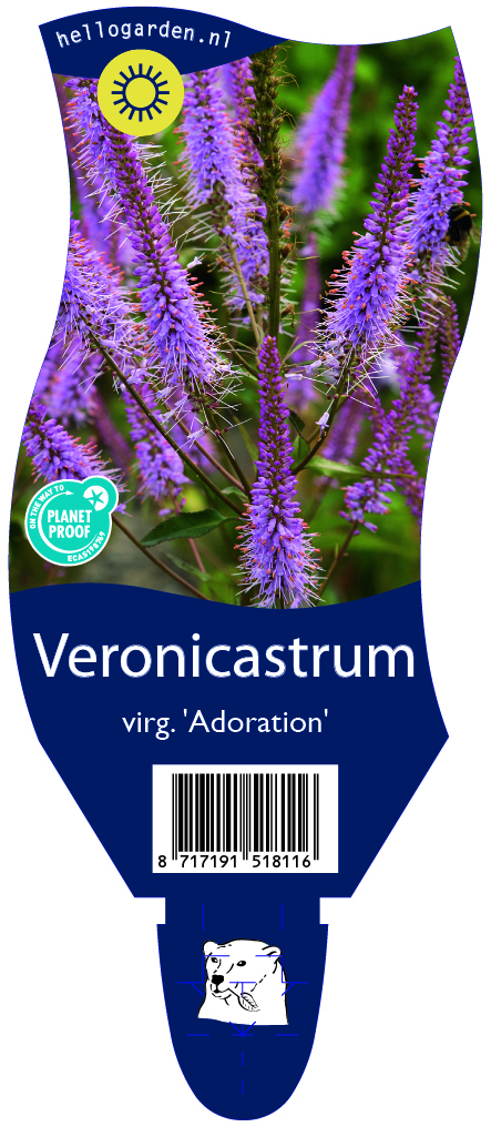 Veronicastrum virg. 'Adoration' ; P11