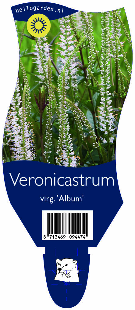 Veronicastrum virg. 'Album' ; P11