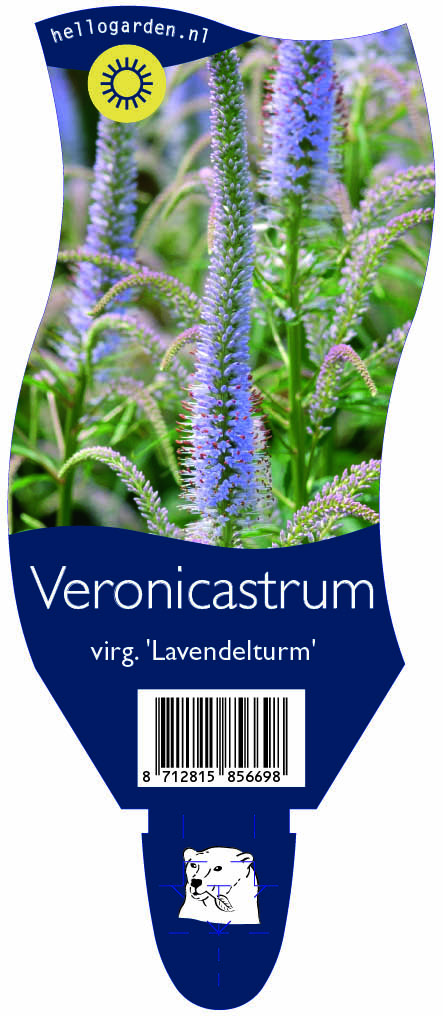 Veronicastrum virg. 'Lavendelturm' ; P11